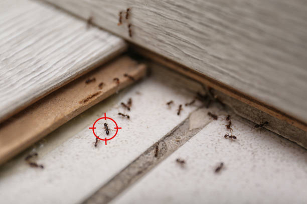 Best Best Pest Control Companies  in Lake Forest Park, WA