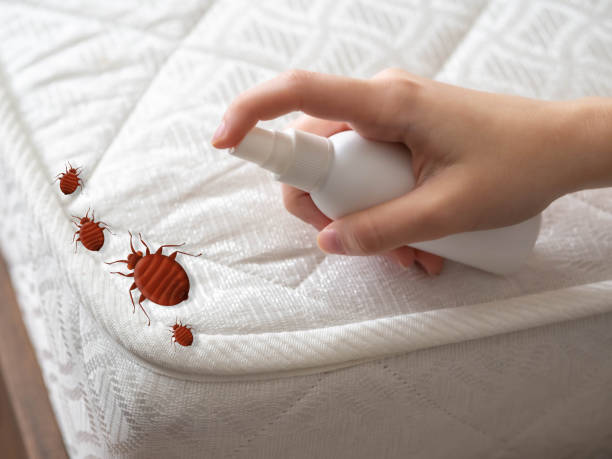 Best Spider Control Near Me  in Lake Forest Park, WA