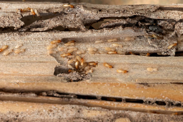 Best Ant Control Services  in Lake Forest Park, WA